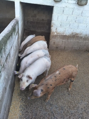 Soldani de vanzare - imagine 2