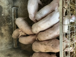 Vând purcei 11 săptămâni  - imagine 2