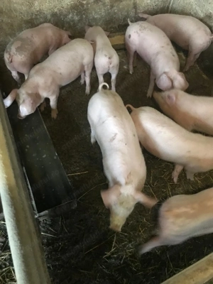 Vând purcei 11 săptămâni 