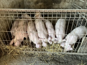 Vând purcei 11 săptămâni  - imagine 3