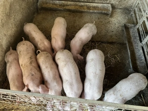 Vând purcei 11 săptămâni  - imagine 3