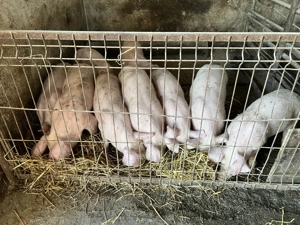 Vând purcei 11 săptămâni  - imagine 4