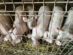 Vând purcei 11 săptămâni  - imagine 5