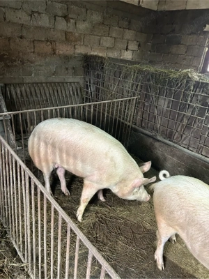 porc marele alb - imagine 2