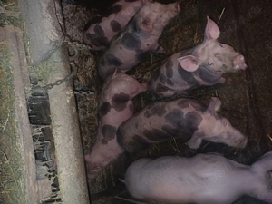 Purceii de 10 saptamanii