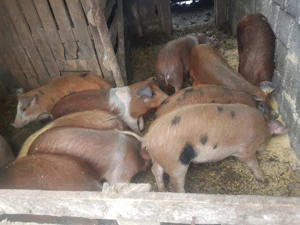 11 șoldani de 5 luni - imagine 2