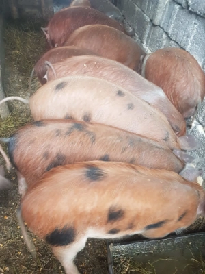 11 șoldani de 5 luni