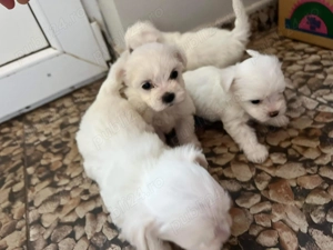 Căței bhison micuți 