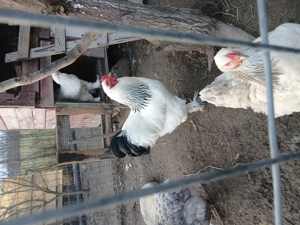 Cocos Brahma din luna mai - imagine 2