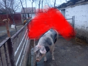 De vânzare  - imagine 2