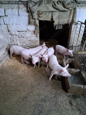 Vind purcei - imagine 2