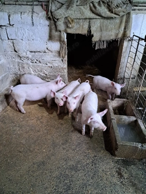 Vind purcei - imagine 5