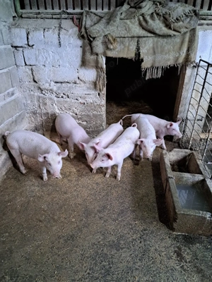 Vind purcei - imagine 3