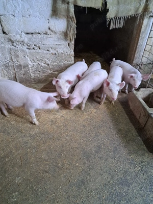 Vind purcei - imagine 4