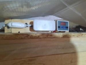 Vand maternitate pt 100 de pui - imagine 5