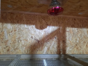 Vand maternitate pt 100 de pui - imagine 2