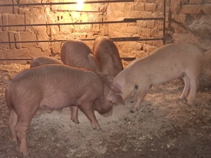 Vând șoldani duroc