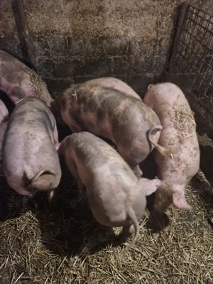 porc de vanzare - imagine 2