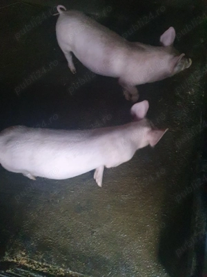 purcei de vânzare  - imagine 3