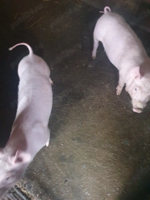 purcei de vânzare  - imagine 2