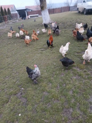 Vând găini de casa