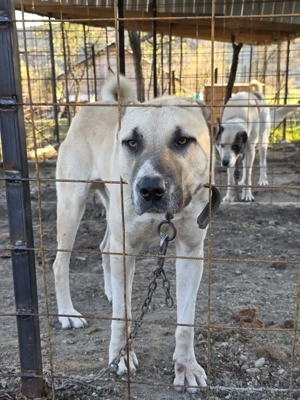 Mascul Ciobanesc turcesc-Kangal  - imagine 3