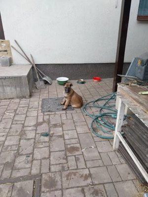 Ciobanesc Belgian  - imagine 2