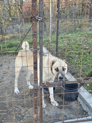 Mascul Ciobanesc turcesc-Kangal  - imagine 4