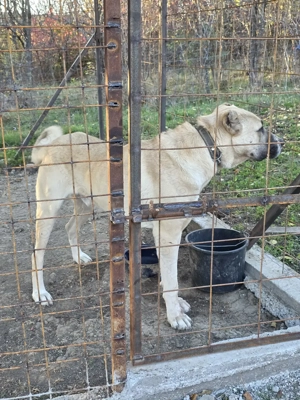 Mascul Ciobanesc turcesc-Kangal  - imagine 5