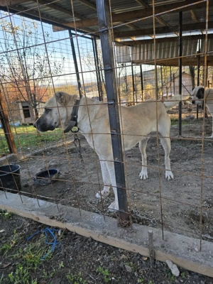 Mascul Ciobanesc turcesc-Kangal  - imagine 2