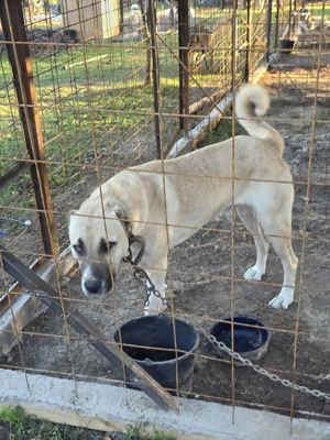 Mascul Ciobanesc turcesc-Kangal 