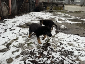 Pui ciobanesc german ( caine lup ) , 2 luni , Roman - imagine 2