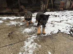 Pui ciobanesc german ( caine lup ) , 2 luni , Roman