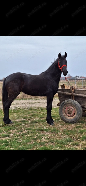 Iapa manza metis Frizian