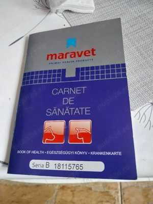 Ciobanesc Belgian  - imagine 3