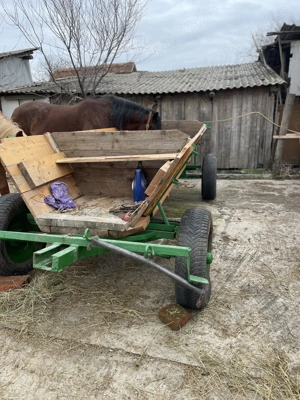 Mânză și iapa - imagine 5