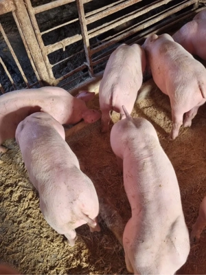 vand purcei  - imagine 3