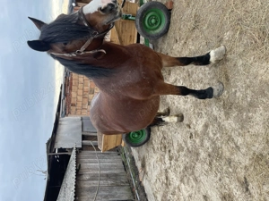 Mânză și iapa - imagine 3