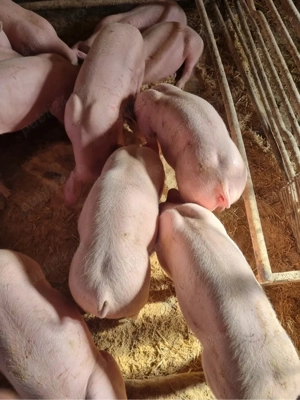 vand purcei  - imagine 2