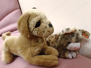 Caine si pisica plus