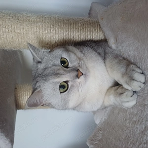 Motan british shorthair silver - imagine 2