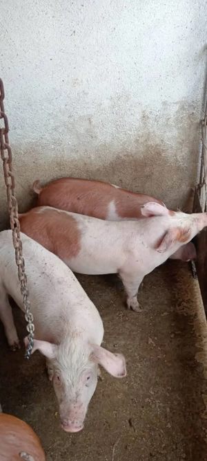 Mascuri, 30-35 kg. - imagine 2