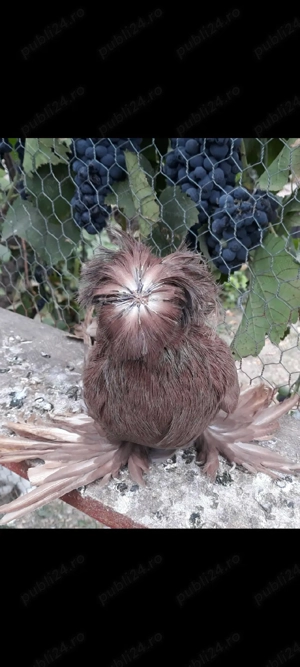 poeumbei ornament - imagine 2