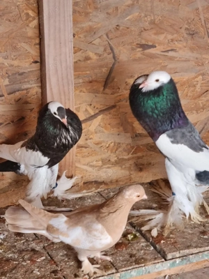 porumbei ornament gusati cehi - imagine 2