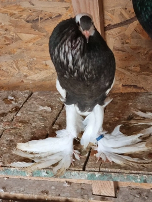 porumbei ornament gusati cehi - imagine 3