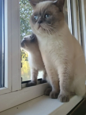 Motan British Shorthair