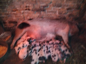 Vând scroafă cu 8 purcei  - imagine 2