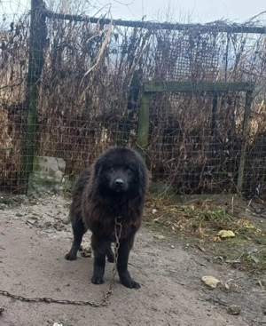 Schimb ciobănesc corb - imagine 3