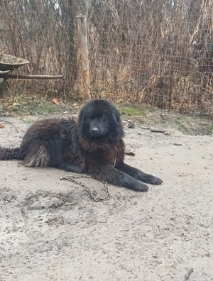 Schimb ciobănesc corb