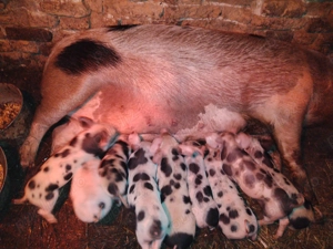 Vând scroafă cu 8 purcei  - imagine 3